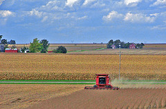 Corn harvest.