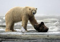 Polar bear on melting ice floe.
